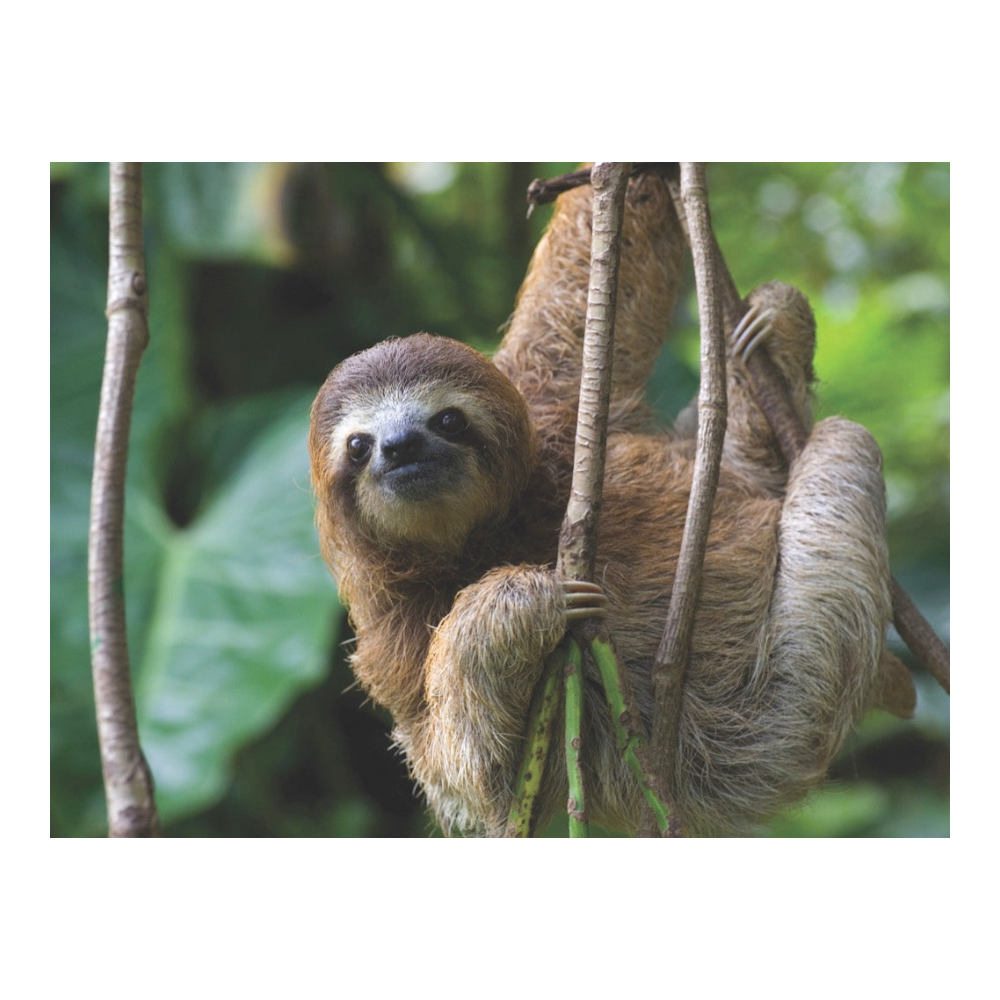New York National Geographic Puzzle 500 Pieces Three Toed Sloth