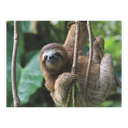 New York National Geographic Puzzle 500 Pieces Three Toed Sloth