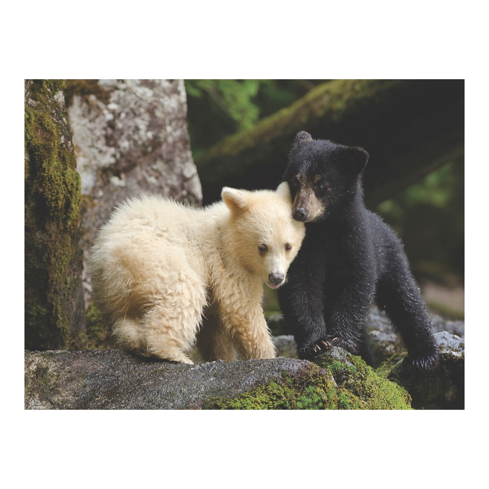 New York National Geographic Puzzle 1000 Pieces Bear Buddies