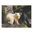 New York National Geographic Puzzle 1000 Pieces Bear Buddies