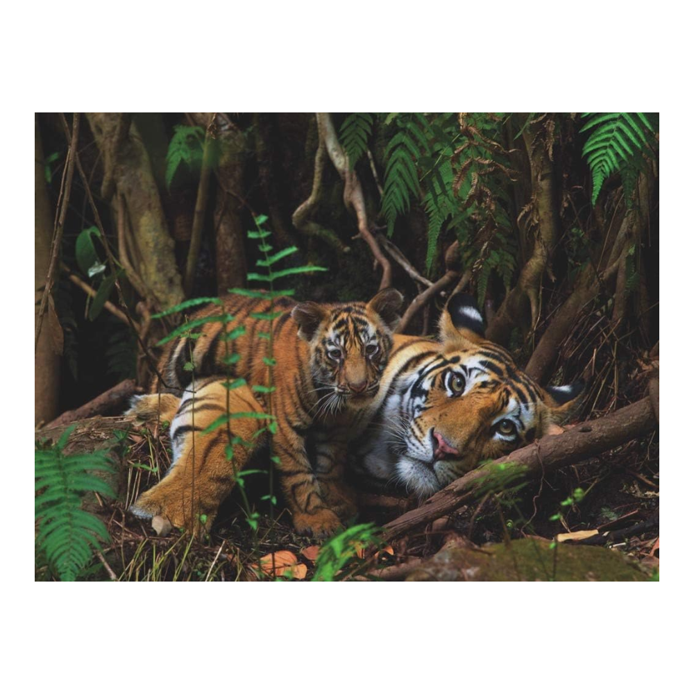 New York National Geographic Puzzle 1000 Pieces Mother Tiger and Cub