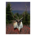 New York National Geographic Puzzle 1000 Pieces Spirit of the North